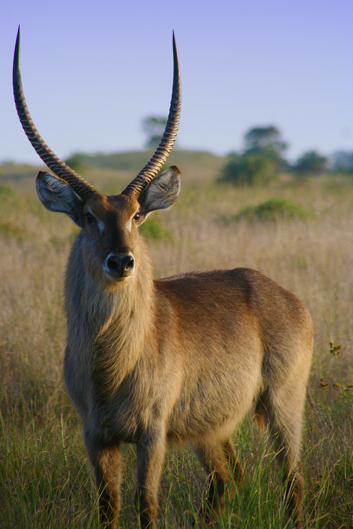 Impala, Aepyceros melampus, afrikai, antilop, Bak, vadon élő állatok, Dél-Afrika