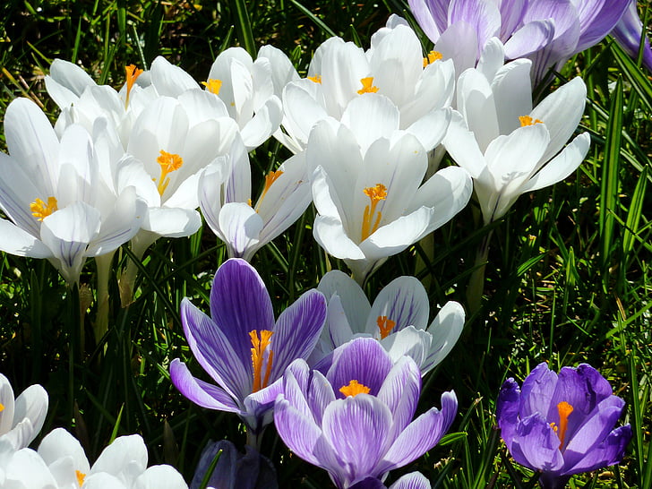 zila, ziedu seglapu, agri nobriedis, Pavasaris, dārza, bumbuļus, Crocus