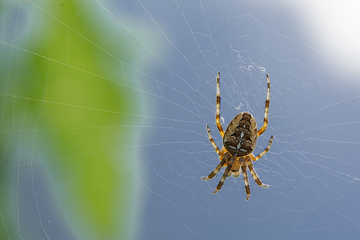 spider, cobweb, depend, hunt, nature, network, fear