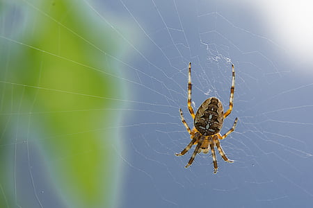 edderkop, spindelvæv, afhænger af, jagt, natur, netværk, frygt