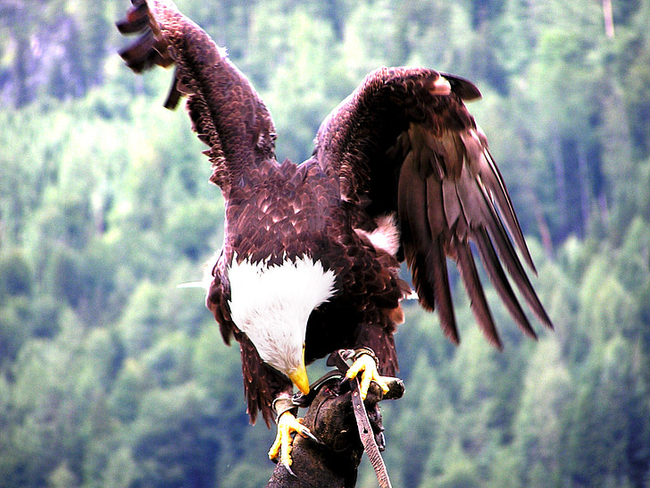 Aquila, Raptor, dravý pták, peří