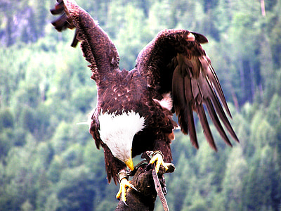 Aquila, Raptor, uccello della preda, piume