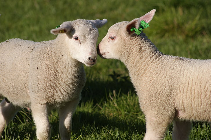 the lambs, sheep, sheep grazing, sweet, lamb, wool, farm