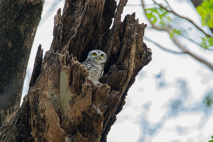 spotted owlet, ATHENE brama, spotted owlet, putns, Dienvidaustrumu Āzijas putnu, owlet, koks
