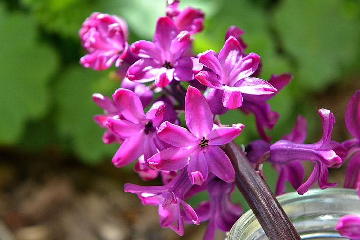 hyacinth, flower, spring flower, fragrant flower, flowers, pink, close