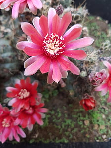 blomma, våren, blommor, suckulent växt, Cactus, Bloom
