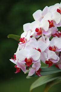 орхидея, цвете, флорални, Блосъм, Пролет, венчелистче, флора