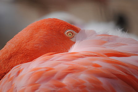 flamingo, bird, birds, pink, feather, exotic, nature