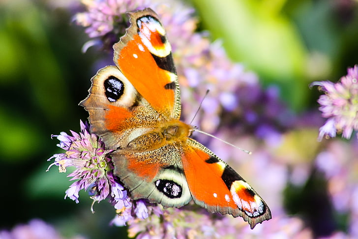 vlinder, dieren, natuur, kleurrijke, insect, Peacock, vlinder - insecten