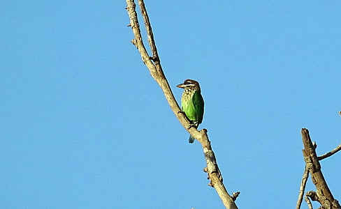 madár, Barbet, Fehérarcú bajszika, kis zöld bajszika, (Psilopogon viridis), nyugati Ghatok, frugivorous