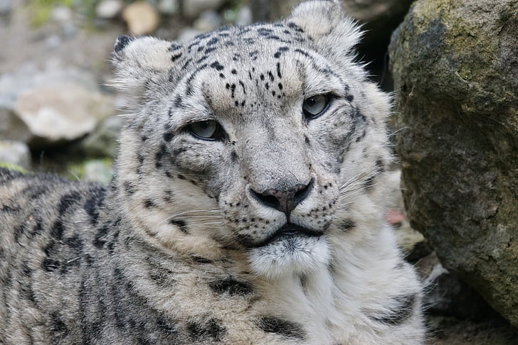 Snow leopard, hane, katt, däggdjur, vilande, vilda djur, djur