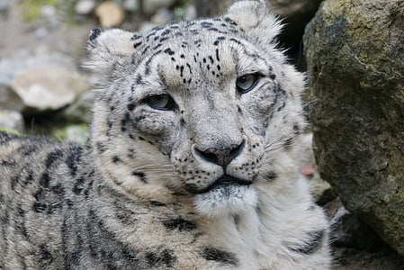 sne leopard, mand, kat, pattedyr, hvilende, Wildlife, dyr