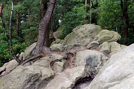 dörenther clip, teutoburg forest, stones, rock, sandstone-rock formation, nature, cliff