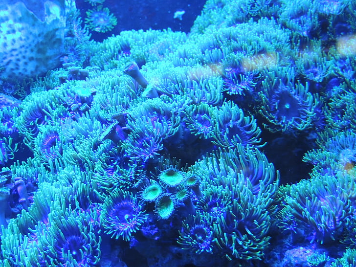 fons, blau, l'aigua, Coral, escull, sota l'aigua, Mar