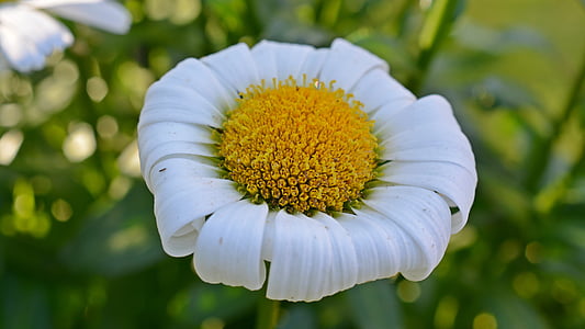 Marguerite, gartenmargerite, wyblakłe, zwiędły, kwiat, Zamknij, roślina