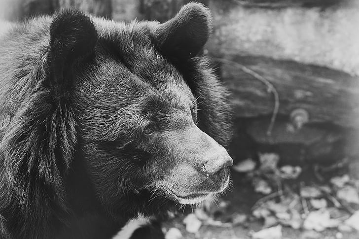 urs, negru, captivitate, trist, alb-negru, animale, natura