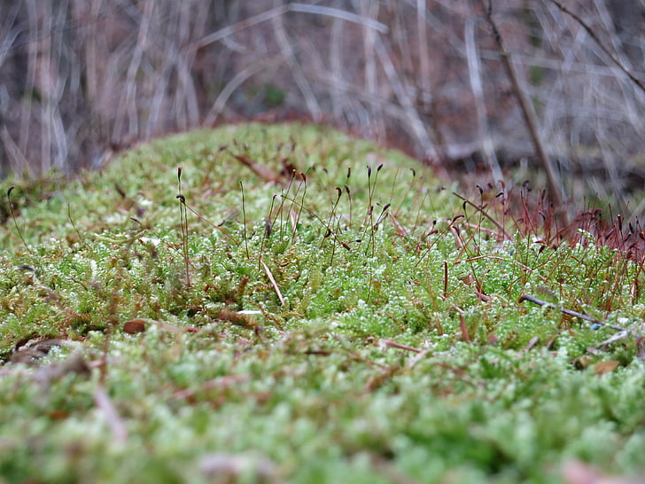 moss, macro, nature, close