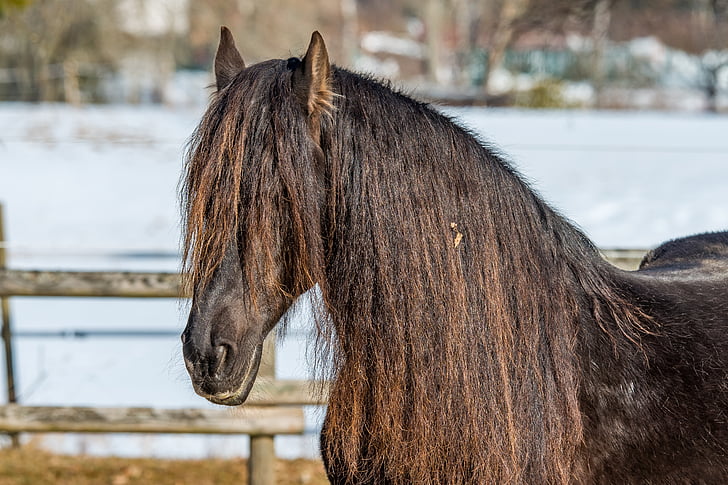 kôň, spojky, Čierny les, lúka, konské hlavy, zimné, jedno zviera