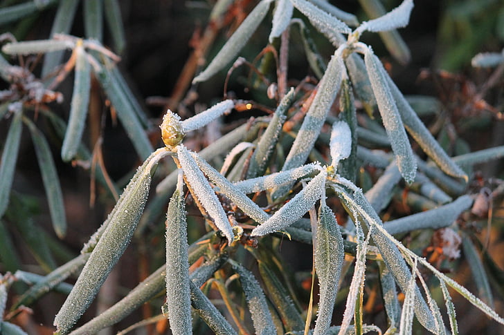 talvel, Frost, Rhododendron, jaanuar, ze, roheline, külmutatud