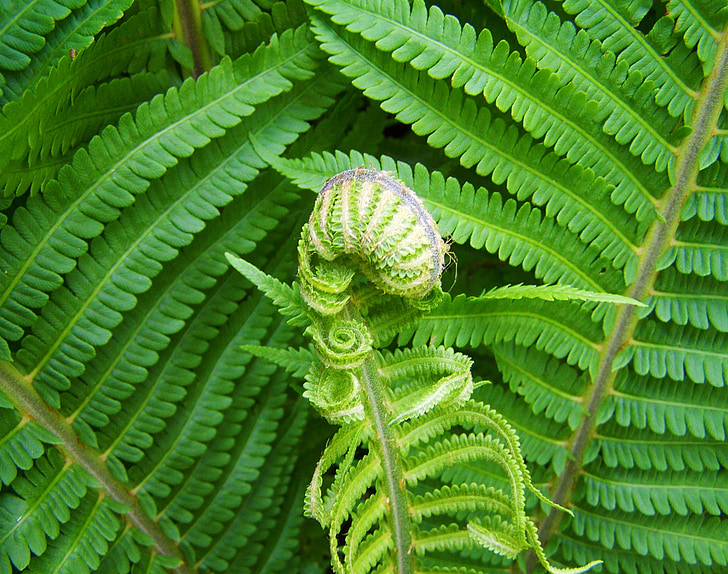 Papardes, zaļie augi, gliemeža formas jaunu lapu