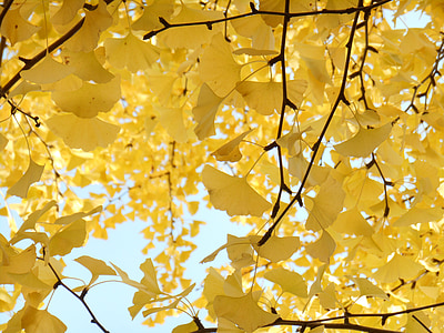 žluté listy, podzim, strom Ginkgo