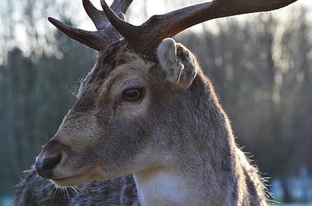 liar, Hirsch, hutan, Roe deer, hewan, Taman Margasatwa, tanduk