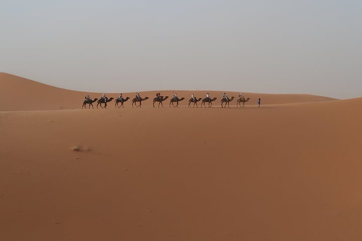 έρημο, δρομάδες, Μαρόκο, καμήλα, άμμο αμμόλοφος, Αφρική, Άμμος