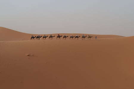 Pustynia, dromader, Maroko, wielbłąd, wydmy, Afryka, piasek