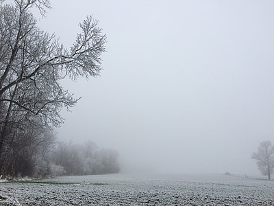 tuyết, phong cảnh mùa đông, cây phủ sương