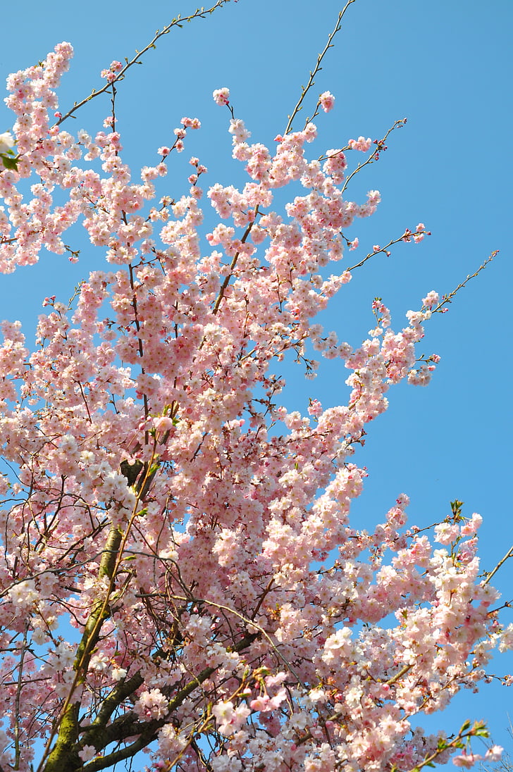 almond blossom, estetika, bunga, merah muda, biru