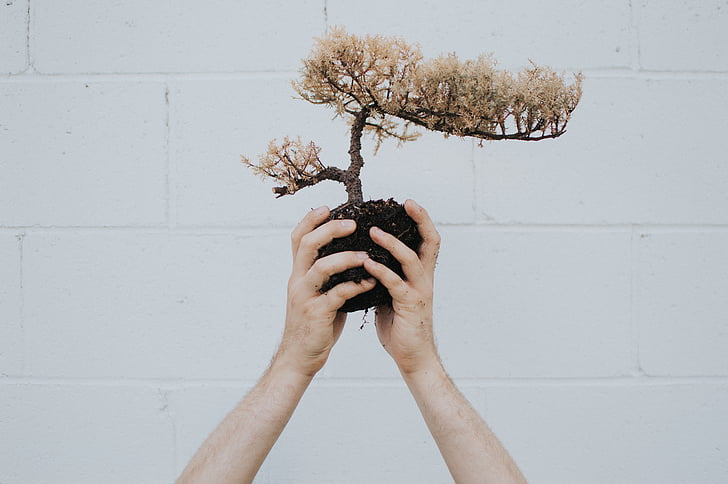person, raising, bonsai, plant, hand, soil, one woman only