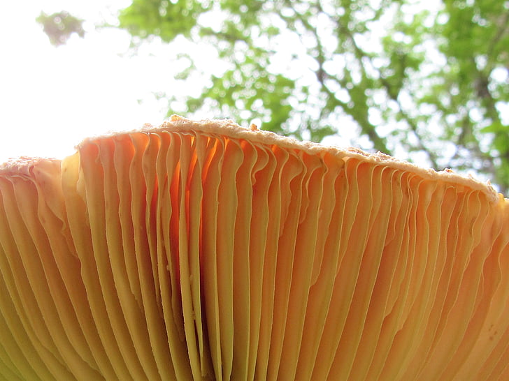mushroom, grass, nature, close-up, fungus