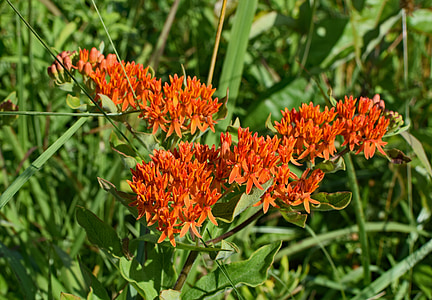 butterfly weed, wildflower, flower, blossom, bloom, plant, meadow