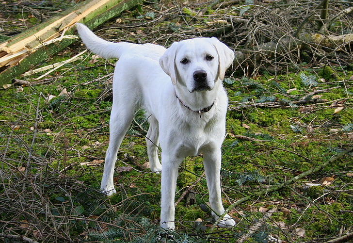 pes, Labrador, schneeweiss, gozd, poslušnosti, mah, narave