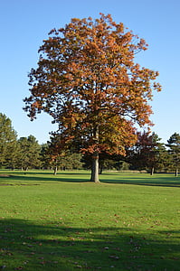 pohon, musim gugur, pemandangan, alam, musim, musim gugur, cabang
