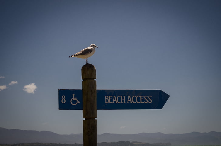 seagull, poster, disabled, sky