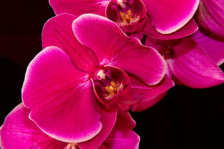 orchidea, fialová, detail, kvet, kvety, krása, rastlín