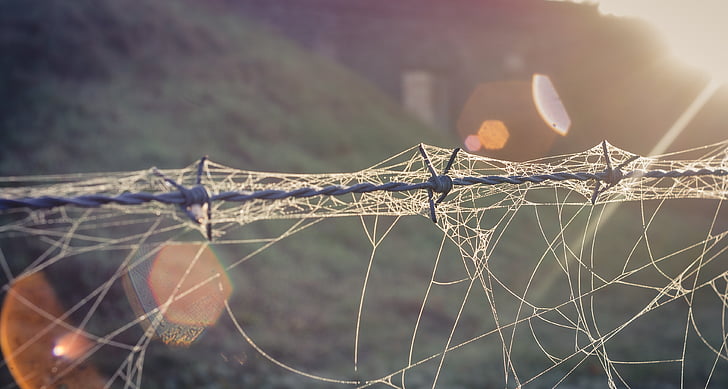 barbed wire, cobwebs, dew, drip, water, beads, autumn