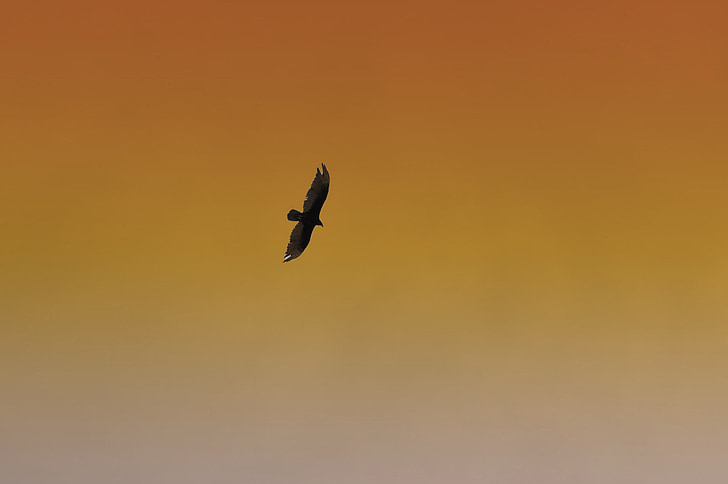 Hawk, con chim, bay, bầu trời, động vật hoang dã, màu da cam