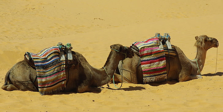 tunisia, tataouine, camels, camel, sahara, dromedary camel, mehari