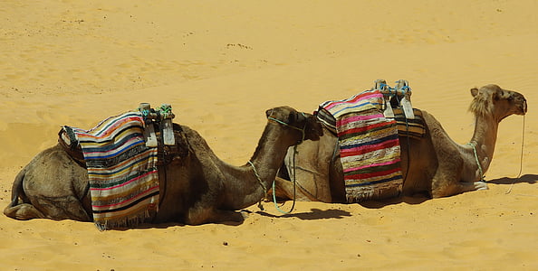 Tunisie, Tataouine, chameaux, chameau, Sahara, dromadaire chameau, Mehari