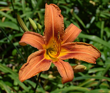 daylily close-up, lily, close-up, newly-opened, bud, flower, blossom