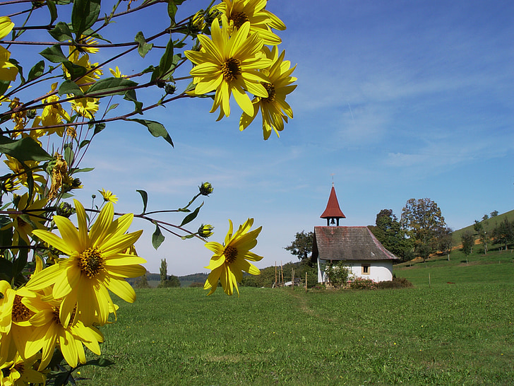 Slunečnice topinambur, Helianthus tuberosus, Podzimní květiny, kaple, Sun flower, krajina, Černý les