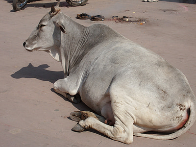 Índia, vaca sagrada, deitado