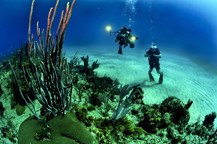 two, person, diving, deep, blue, corals, Divers
