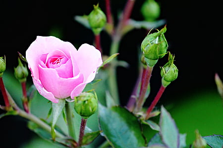 rose, pink, bud, rose bud, rose bloom, pink rose, flowers
