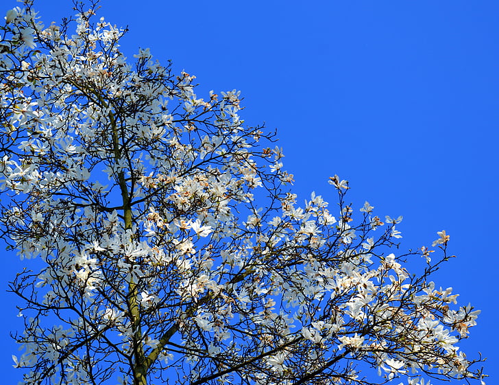 Magnolia, Magnolia drzewa, wiosna, kwiat, Bloom, Natura, roślina