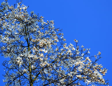 Magnolia, magnoliatre, våren, Blossom, blomst, natur, anlegget