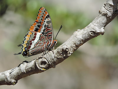 nature, color, butterfly, animals in the wild, animal wildlife, one animal, animal themes