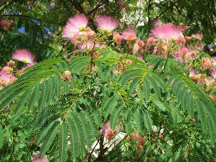 Albizia julibrissin, Persisk silke træ, Pink silke træ, træ, silke træ, blomster, blomstrende